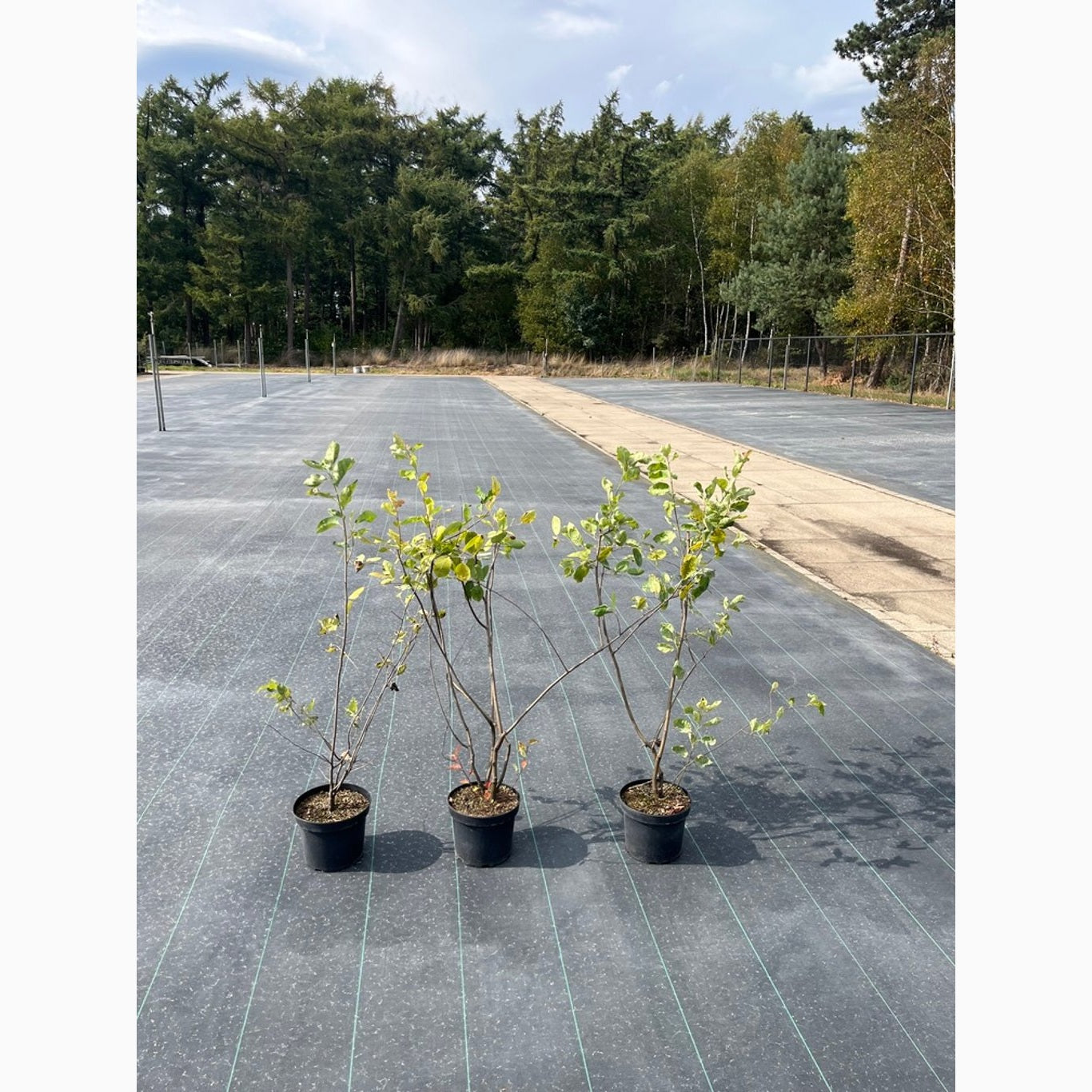 Häggmispel – Amelanchier lamarckii - C5 60-80 CM